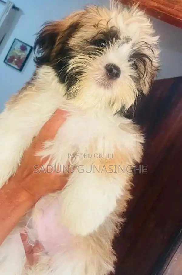 shitzu male puppy