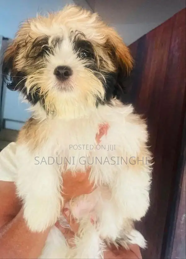shitzu male puppy
