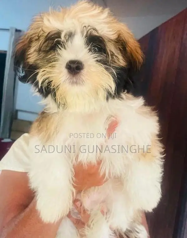 shitzu male puppy