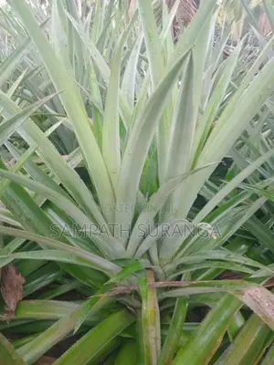 අන්නාසි පැල