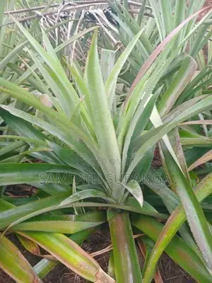 අන්නාසි පැල