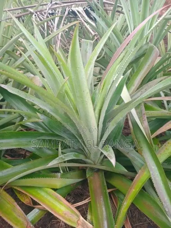 අන්නාසි පැල