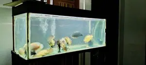 oscar