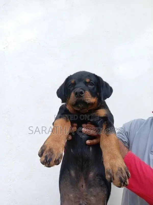 Rottweiler Puppy