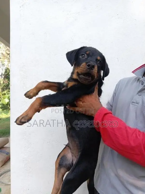Rottweiler Puppy