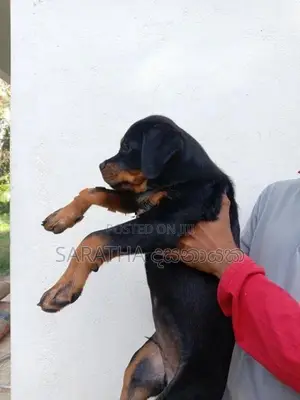 Rottweiler Puppy