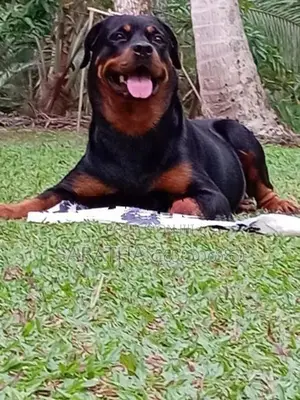 Rottweiler Puppy
