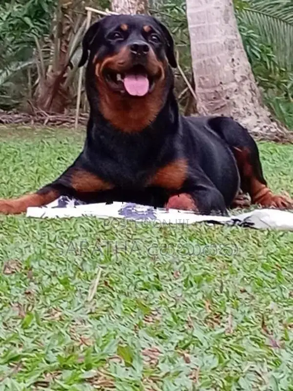 Rottweiler Puppy