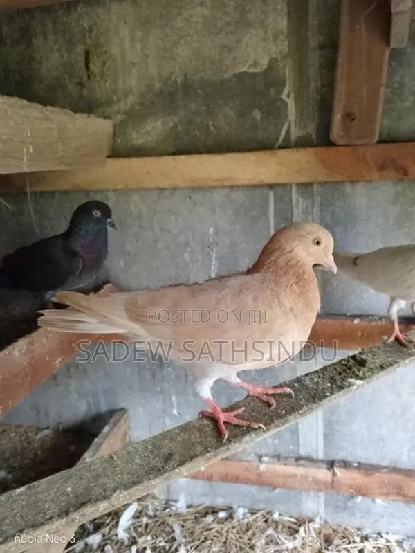 Pigeon