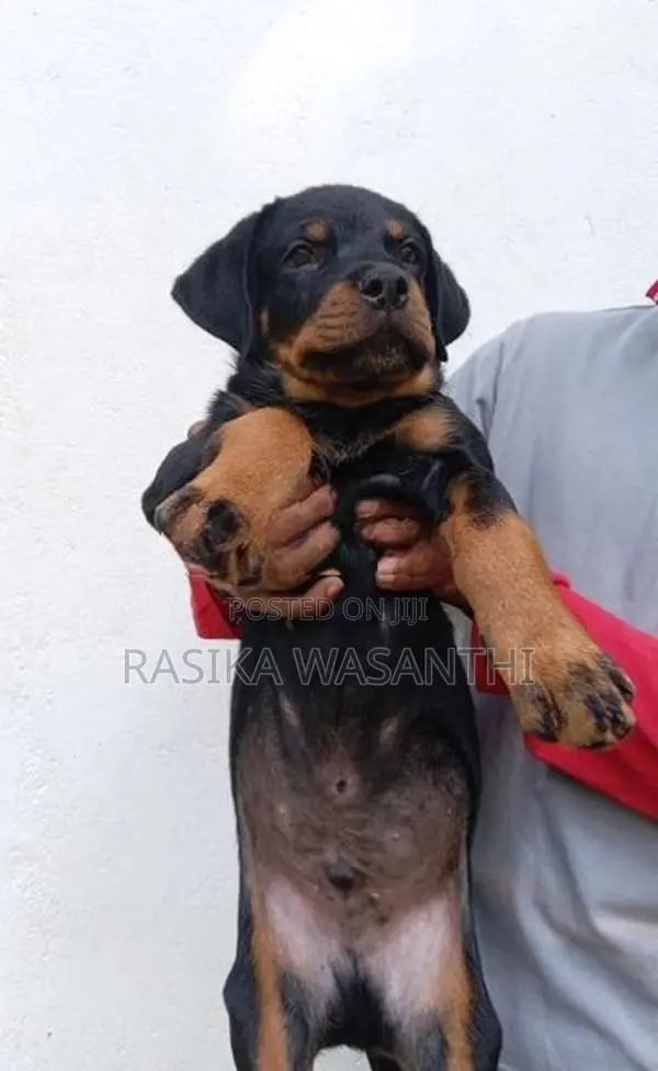 Rottweiler Puppies