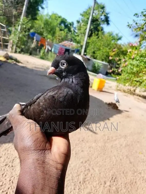 Pigeon