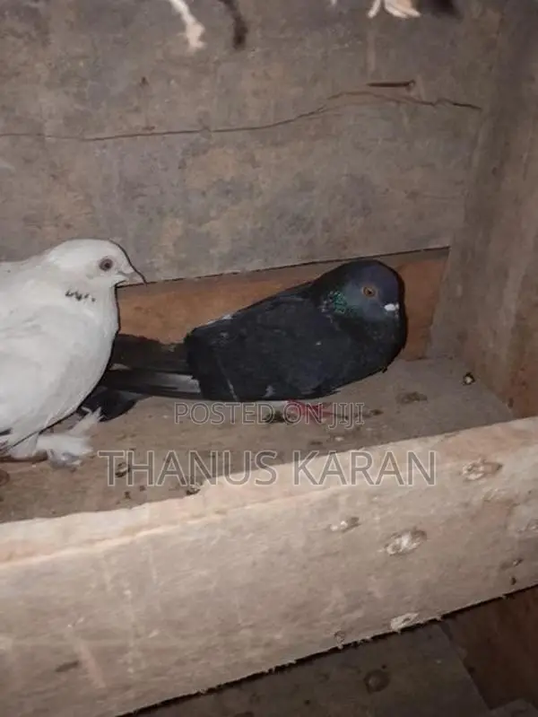 Pigeon