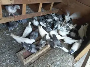 Pigeon