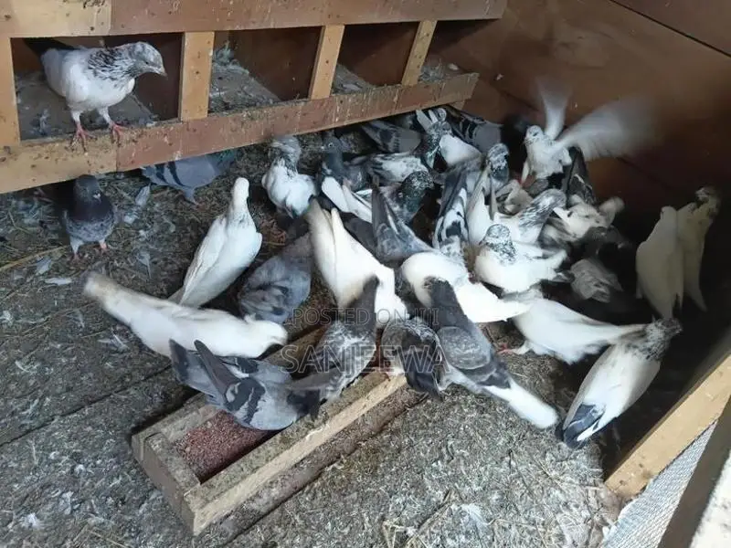 Pigeon