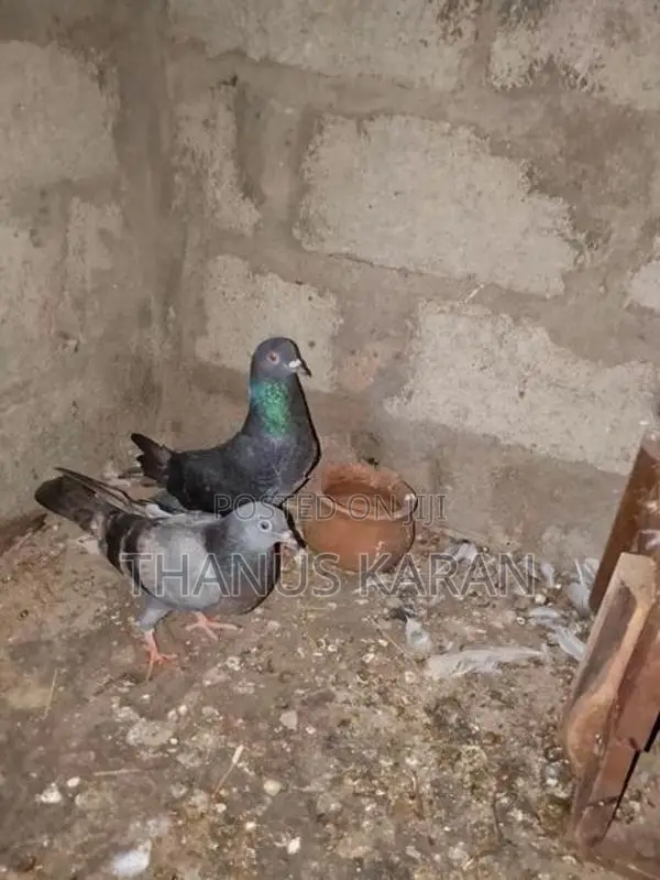 Keeri Timer Pigeon