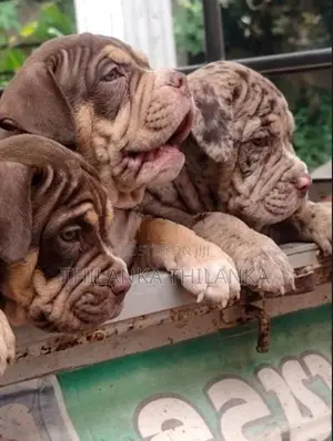 Amarican Bully XL