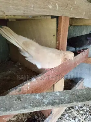 Pigeon