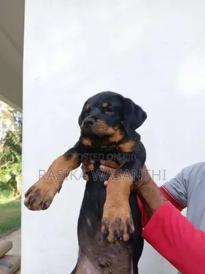 Rottweiler Puppies