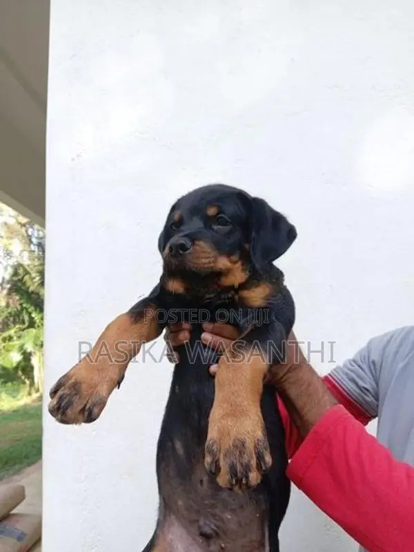 Rottweiler Puppies