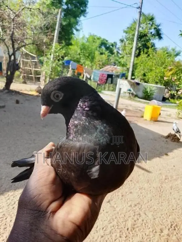 Pigeon