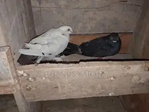Pigeon