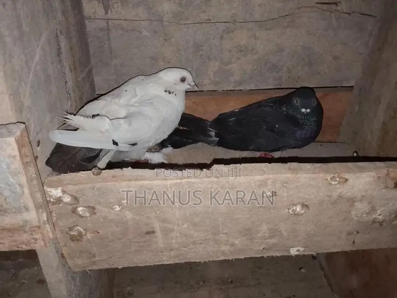 Pigeon