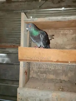 Keeri Timer Pigeon