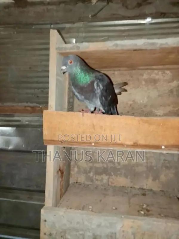 Keeri Timer Pigeon