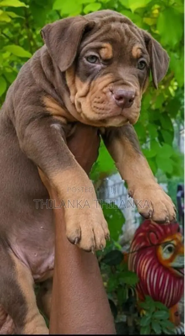 Amarican Bully XL