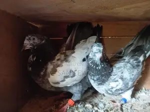 Pigeon