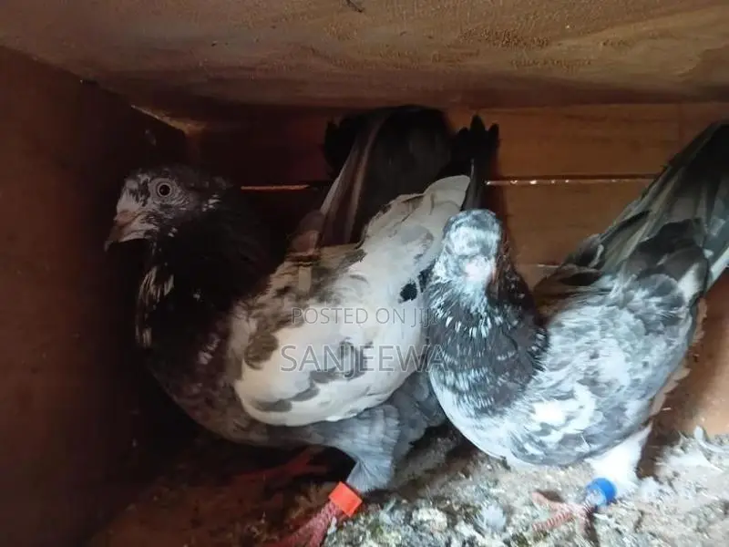 Pigeon