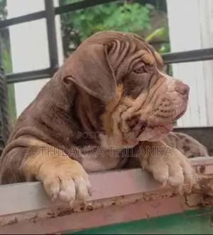 Amarican Bully XL