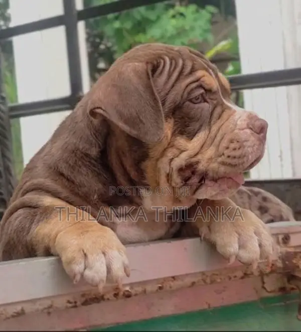 Amarican Bully XL