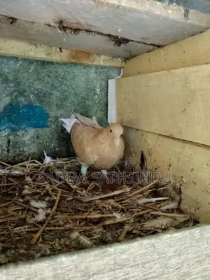 Pigeon
