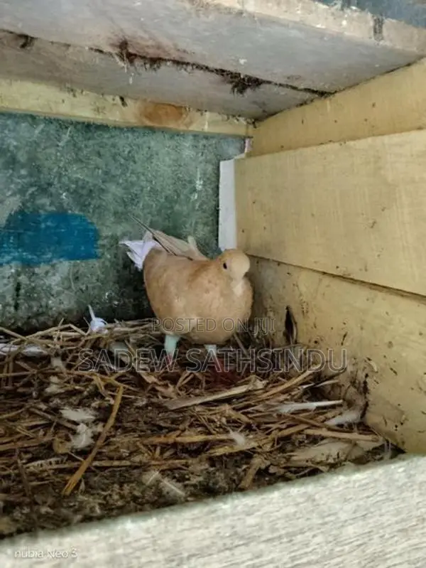 Pigeon