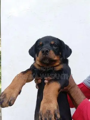 Rottweiler Puppies