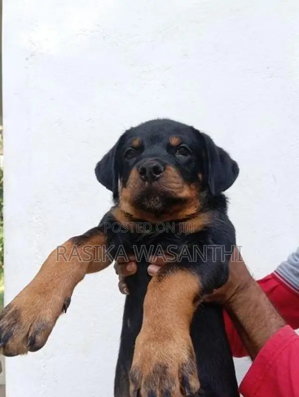 Rottweiler Puppies