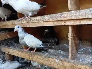 Pigeon