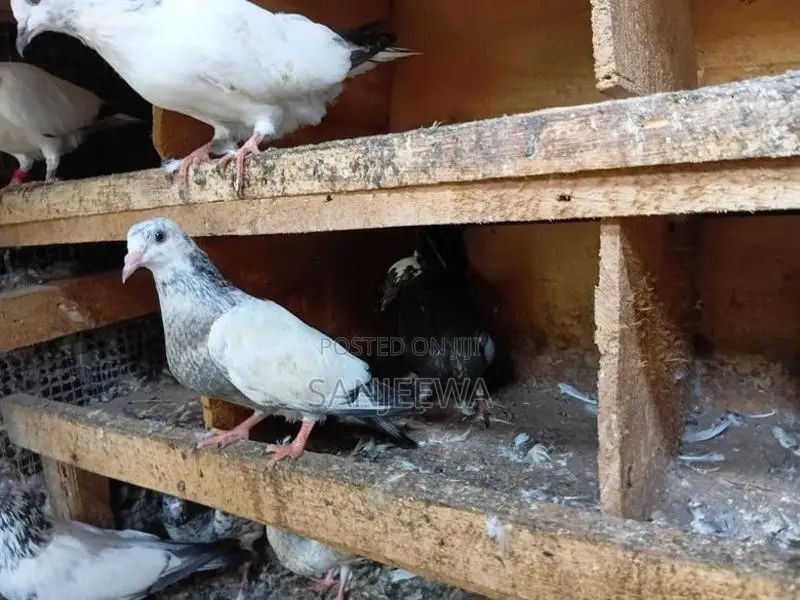 Pigeon