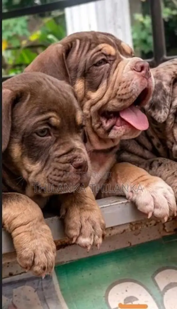Amarican Bully XL