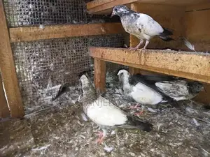 Pigeon