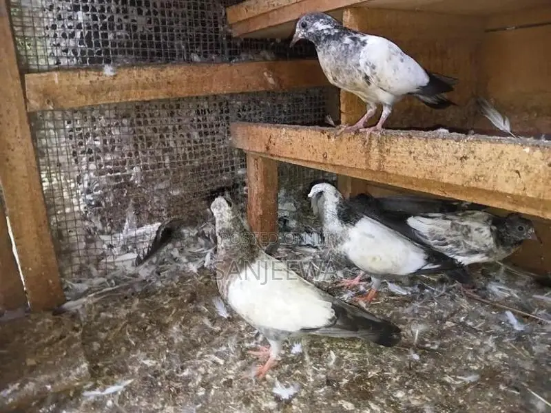 Pigeon