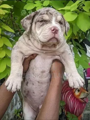 Amarican Bully XL
