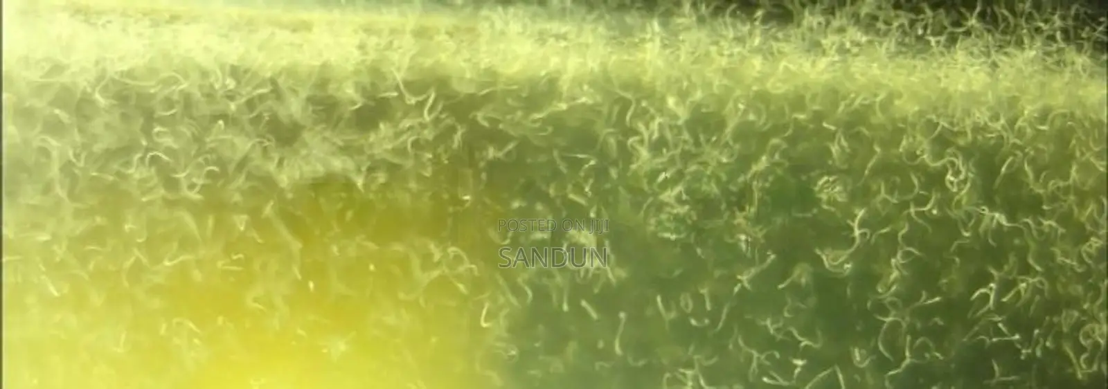 vinegar eel ( පොල් වතුර පණුවන් )