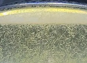 vinegar eel ( පොල් වතුර පණුවන් )
