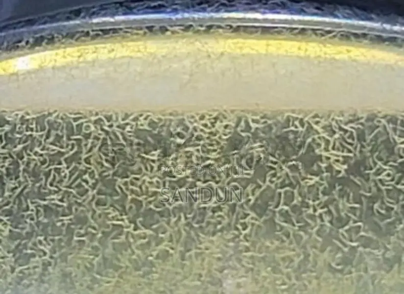 vinegar eel ( පොල් වතුර පණුවන් )
