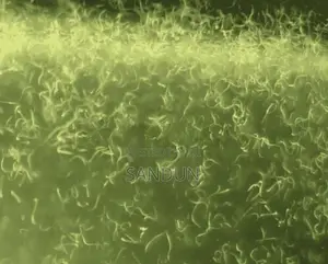 vinegar eel ( පොල් වතුර පණුවන් )