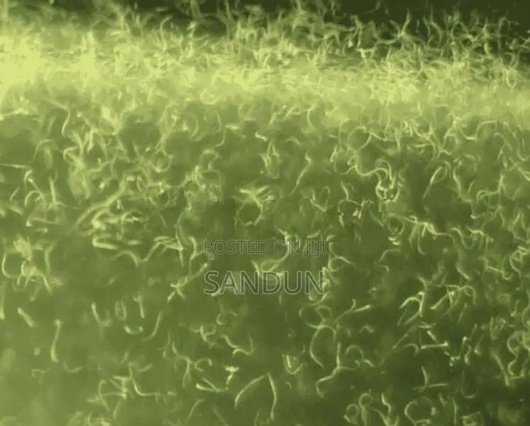 vinegar eel ( පොල් වතුර පණුවන් )