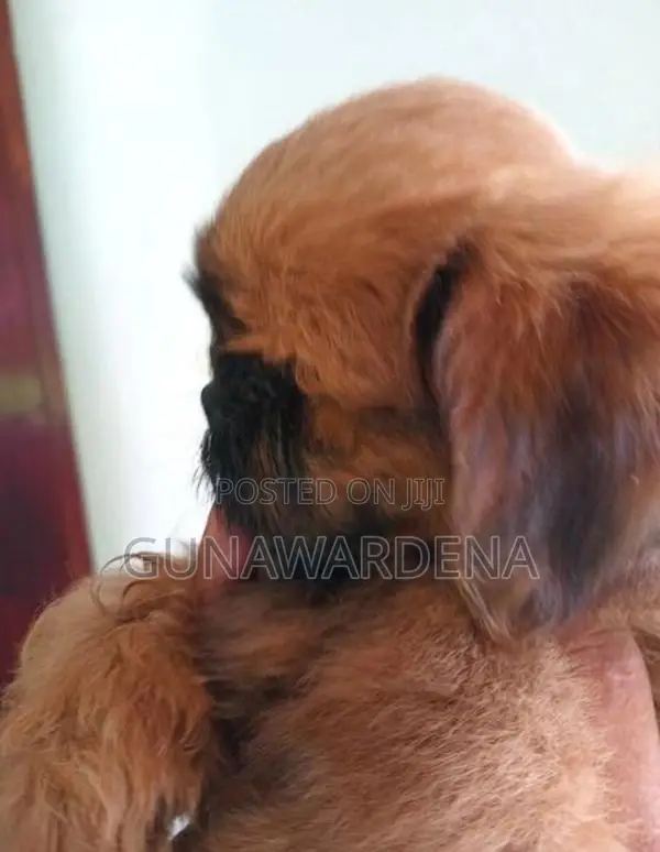 Shihtzu