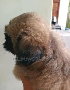 Shihtzu